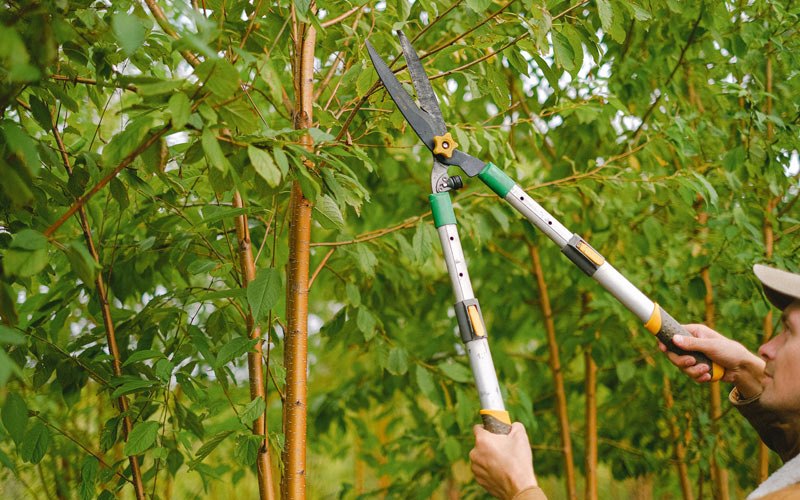 Tree trimming in Troutdale, OR